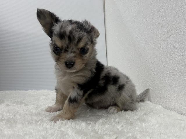 チワワ(ロングコート)