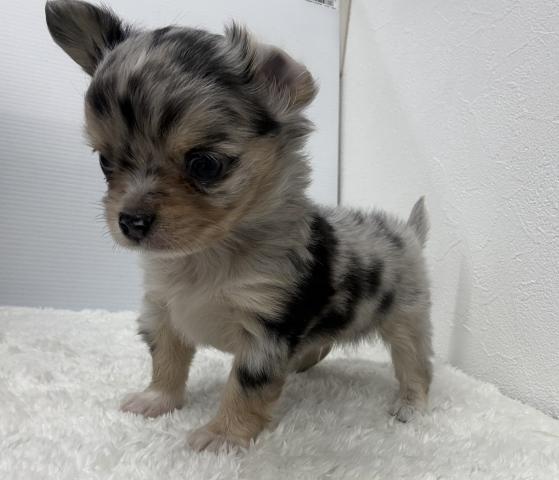 チワワ(ロングコート)