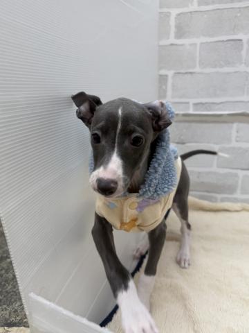 三重県のイタリアングレーハウンド (ペットアミ 松阪店/2025年10月18日生まれ/男の子/ブルーホワイト)の子犬の2枚目の画像