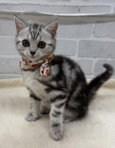 アメリカンショートヘアー