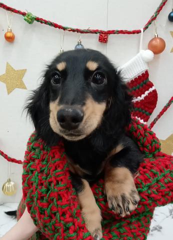 ミニチュアダックスフンド