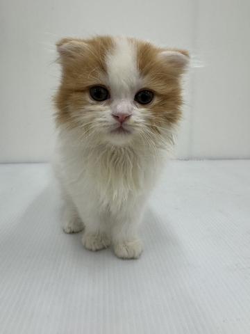 スコティッシュフォールド