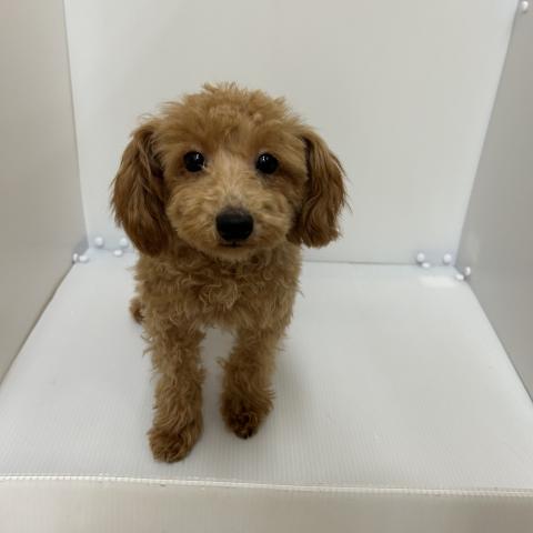 新潟県のトイプードル(トイ) (ペットアミ 長岡店/2025年7月26日生まれ/男の子/レッド)の子犬