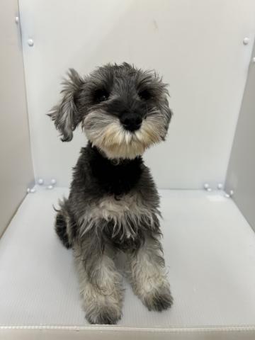 新潟県のミニチュアシュナウザー (ペットアミ 長岡店/2025年10月4日生まれ/男の子/ソルトペッパー)の子犬