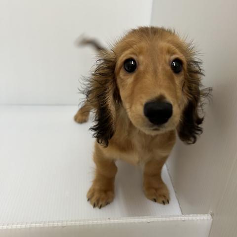 新潟県のミニチュアダックスフンド(ロング) (ペットアミ 長岡店/2025年10月3日生まれ/女の子/レッド)の子犬