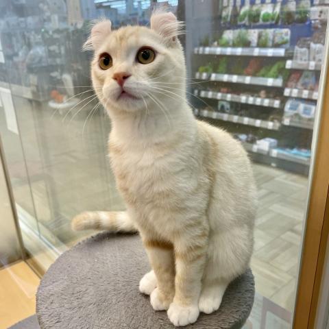 アメリカンカール