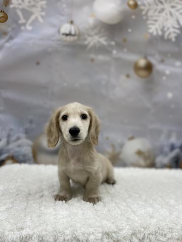 ミニチュアダックスフンド