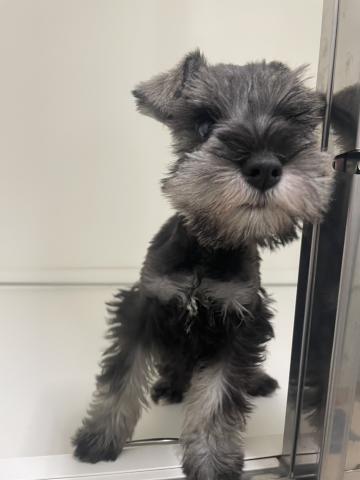 ミニチュアシュナウザー