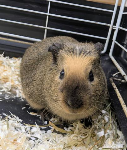 ロシアンスモークモルモット