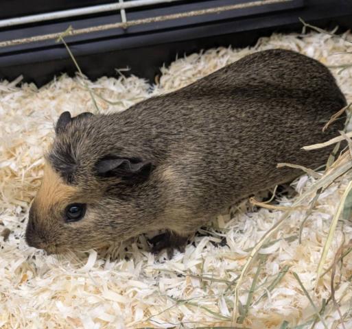 ロシアンスモークモルモット