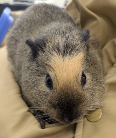 ロシアンスモークモルモット