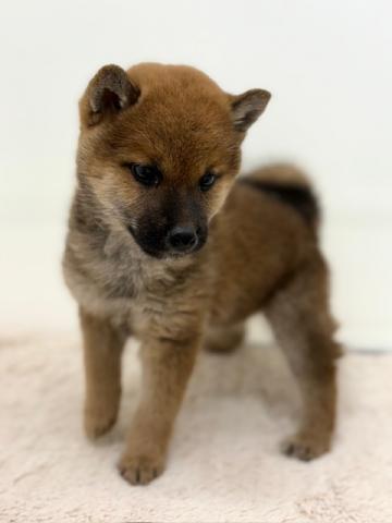 新潟県の柴犬(標準サイズ) (ペットアミ 新潟西店/2025年9月13日生まれ/女の子/赤)の子犬の4枚目の画像