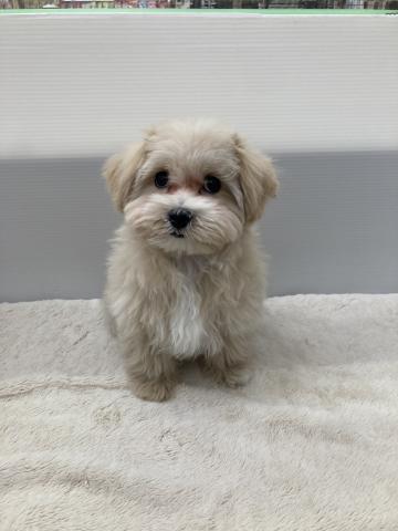 MIXマルチーズ×トイプードル