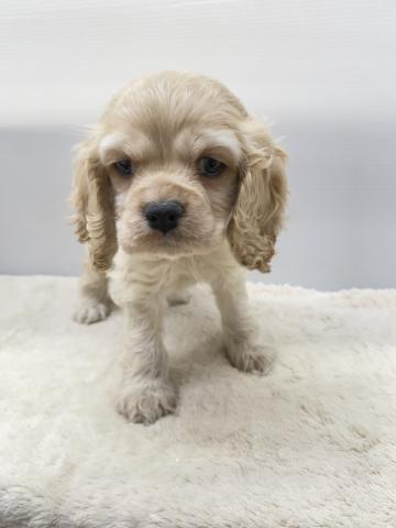 新潟県のアメリカンコッカースパニエル (ペットアミ 新潟西店/2025年10月18日生まれ/男の子/バフ)の子犬の3枚目の画像