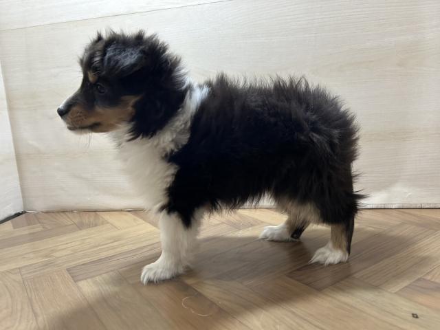 シェットランドシープドッグ