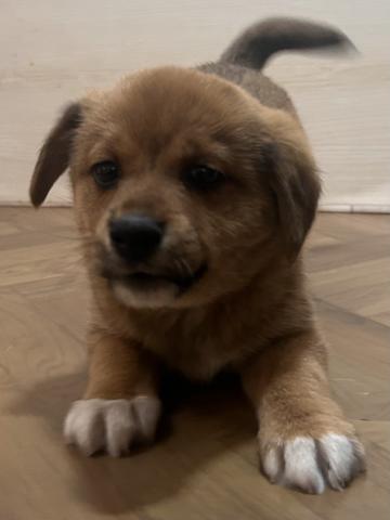 犬ハーフ(豆柴×ビーグル)