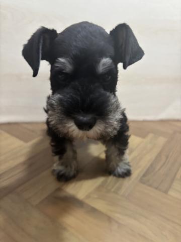 ミニチュアシュナウザー