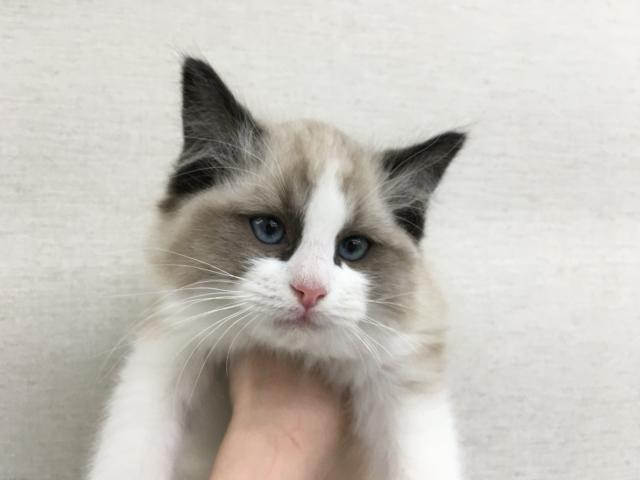 ラグドール子猫