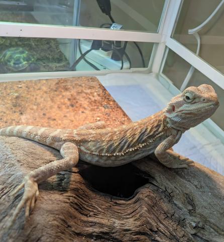 フトアゴヒゲトカゲ