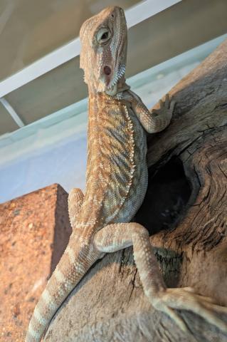 フトアゴヒゲトカゲ