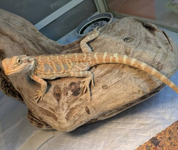 フトアゴヒゲトカゲ