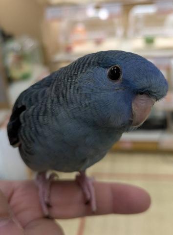 サザナミインコ