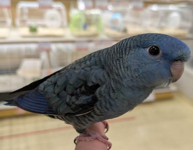 サザナミインコ