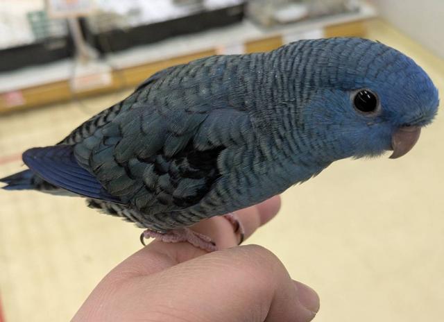 サザナミインコ