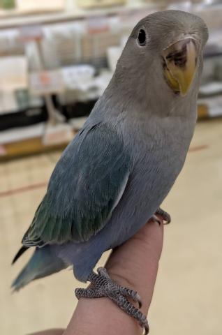 コザクラインコ