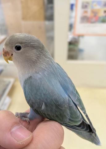 コザクラインコ