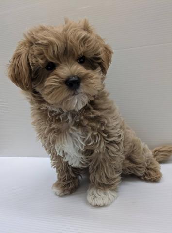 宮城県のマルプー(マルチーズ×プードル) (ペットアミ 佐沼店/2025年11月1日生まれ/男の子/アプリコット)の子犬の2枚目の画像