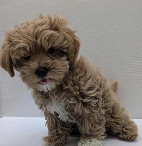 宮城県のマルプー(マルチーズ×プードル) (ペットアミ 佐沼店/2025年11月1日生まれ/男の子/アプリコット)の子犬の3枚目の画像