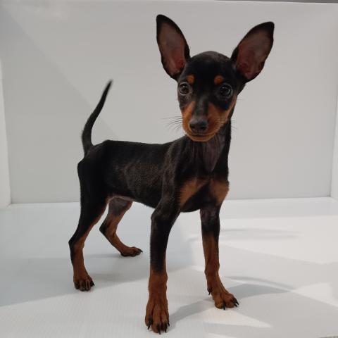 長野県のミニチュアピンシャー (ペットアミ 中野店/2025年10月24日生まれ/女の子/ブラックタン)の子犬