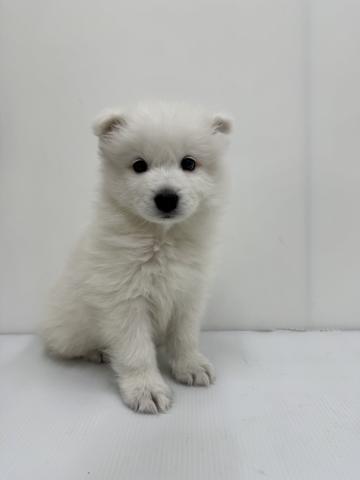 和歌山県のサモエド (ペットアミ 紀ノ川店/2025年11月20日生まれ/男の子/ホワイト)の子犬の1枚目の画像