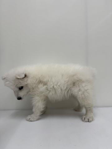 和歌山県のサモエド (ペットアミ 紀ノ川店/2025年11月20日生まれ/男の子/ホワイト)の子犬の2枚目の画像