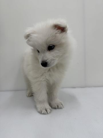 和歌山県のサモエド (ペットアミ 紀ノ川店/2025年11月20日生まれ/男の子/ホワイト)の子犬の3枚目の画像