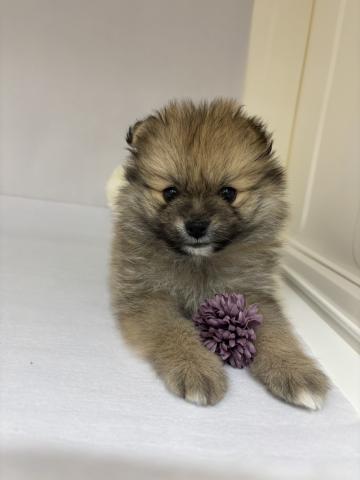 三重県のポメラニアン (ペットアミ 明和店/2025年11月10日生まれ/男の子/オレンジセーブル)の子犬