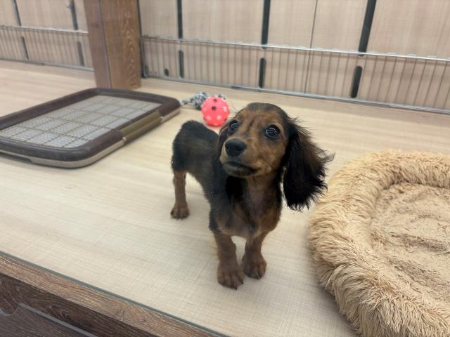 埼玉県のミニチュアダックスフンド(ロング) (ペッツワン 草加松原団地店/2025年7月24日生まれ/男の子/シェーデットレッド)の子犬