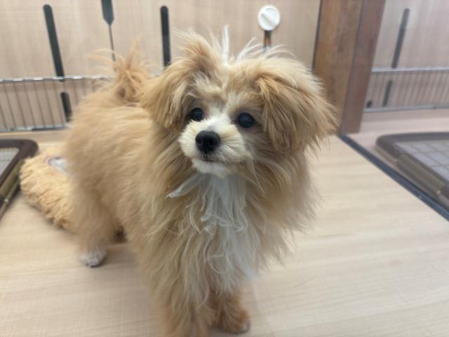 埼玉県のハーフ犬・ミックス犬 (ペッツワン 草加松原団地店/2025年9月2日生まれ/男の子/アプリコット)の子犬
