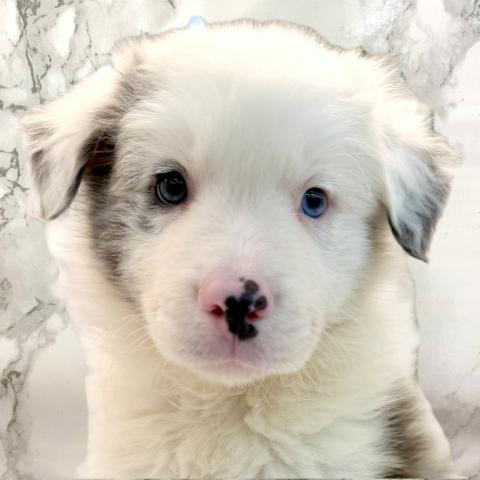 ボーダーコリー