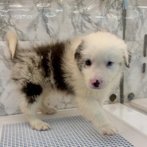 埼玉県のボーダーコリー (NICO PET 三郷店/2025年11月22日生まれ/男の子/ブルーマール)の子犬の4枚目の画像