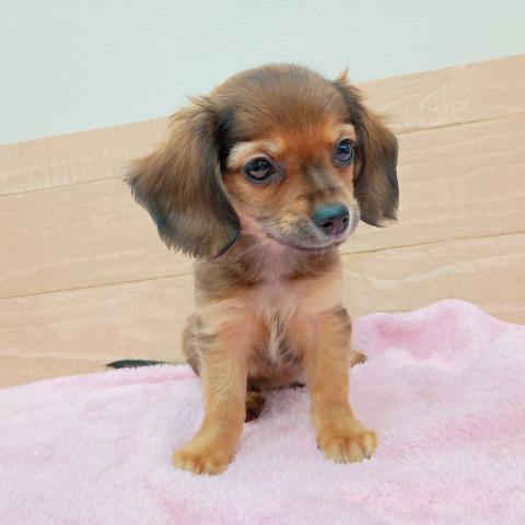 福島県のチワックス(チワワ×ダックス) (ペットアミ 安達店/2025年11月13日生まれ/男の子/シェーデットレッド)の子犬の4枚目の画像
