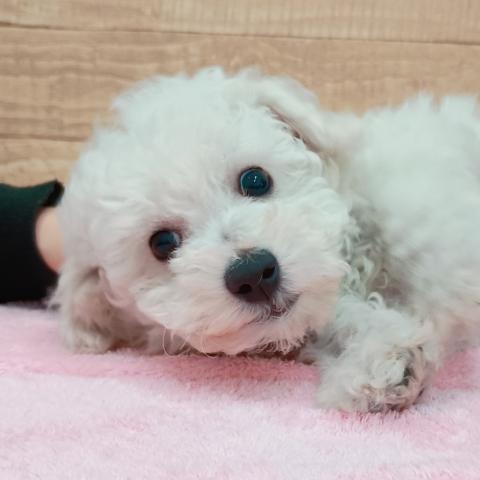 ビションフリーゼ