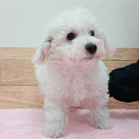 福島県のビションフリーゼ (ペットアミ 安達店/2025年11月12日生まれ/男の子/ホワイト)の子犬の4枚目の画像