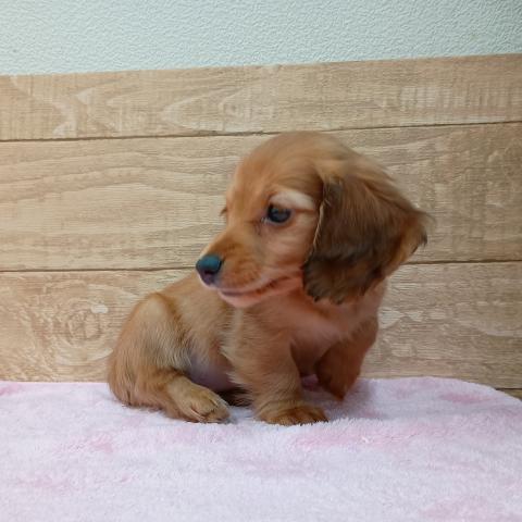 福島県のミニチュアダックスフンド(ロング) (ペットアミ 安達店/2025年11月14日生まれ/女の子/レッド)の子犬の2枚目の画像