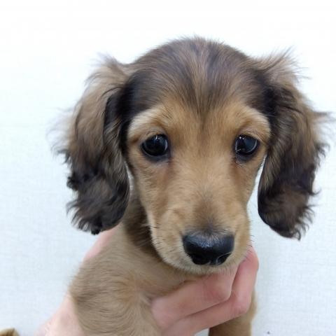 新潟県のミニチュアダックスフンド(ロング) (ペットアミ 小千谷店/2025年10月21日生まれ/女の子/レッド)の子犬