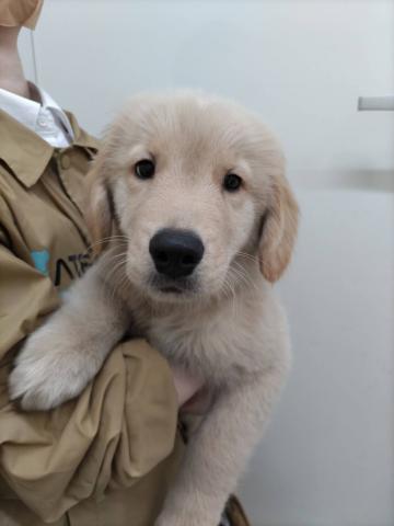 新潟県のゴールデンレトリバー (ペットアミ 小千谷店/2025年8月23日生まれ/男の子/ゴールド)の子犬の2枚目の画像