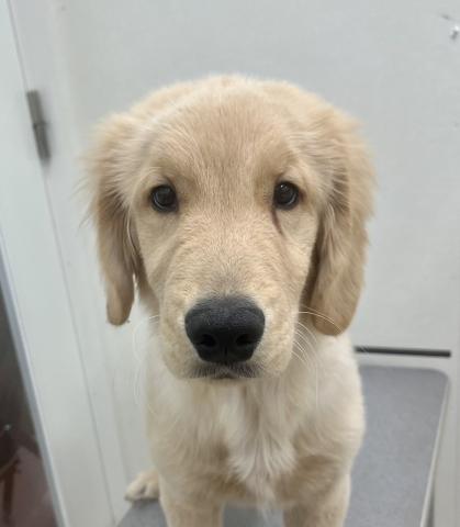 新潟県のゴールデンレトリバー (ペットアミ 小千谷店/2025年8月23日生まれ/男の子/ゴールド)の子犬の3枚目の画像