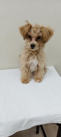 富山県のMIXマルチーズ✕トイプードル (ペットアミ宮野店/2025年10月1日生まれ/男の子/その他色)の子犬