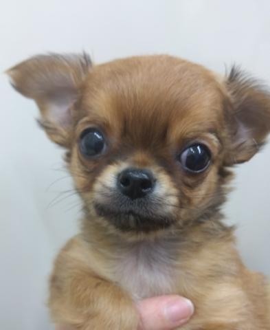 チワワ(ロングコート)